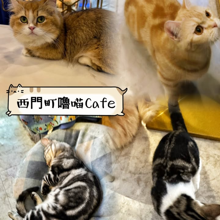 台北 西門町貓Cafe被貓貓包圍嘅下午茶時光配圖,香港人旅行攻略視覺素材