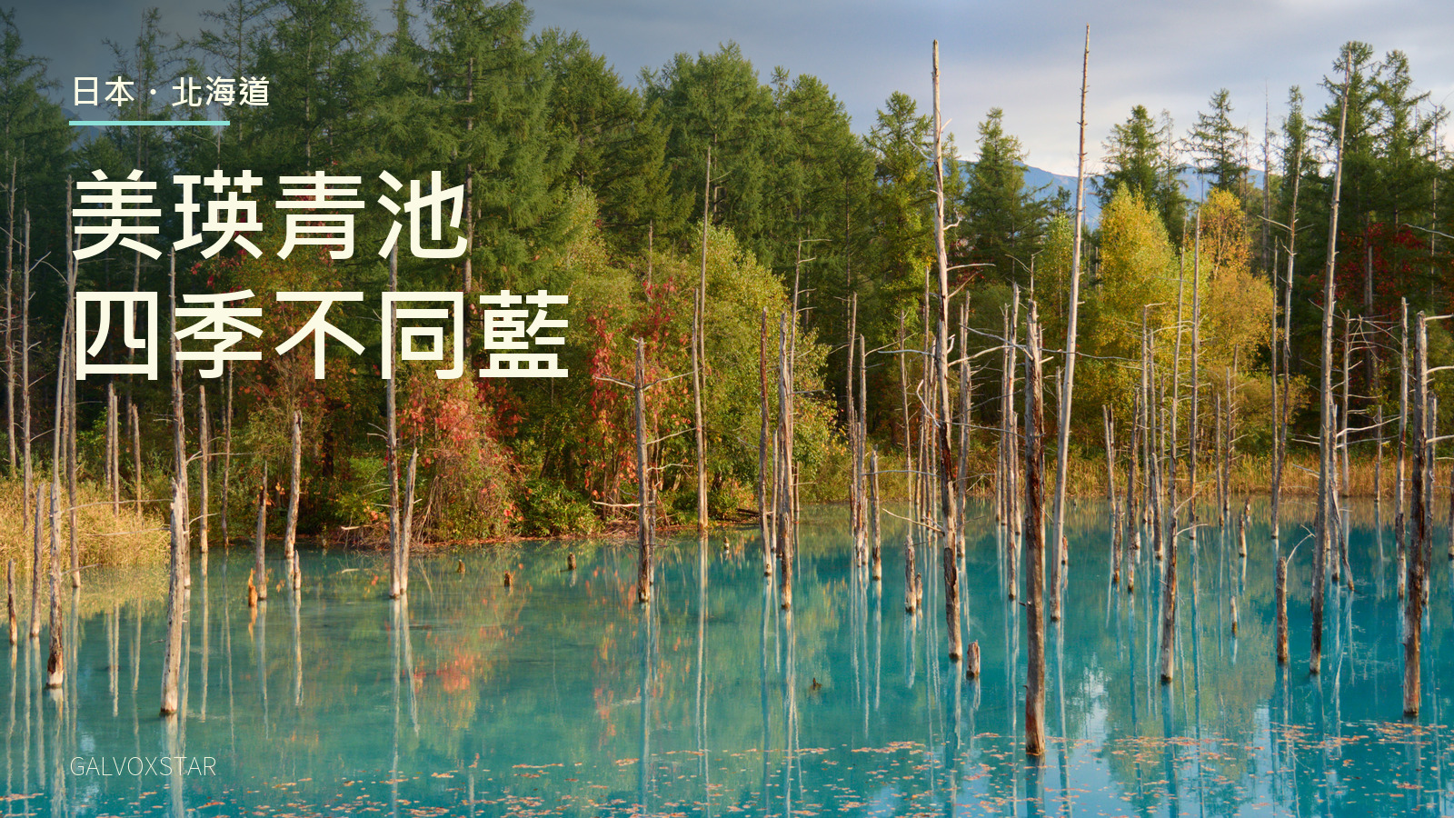 美瑛白金青池2025年秋景及本站標題設計