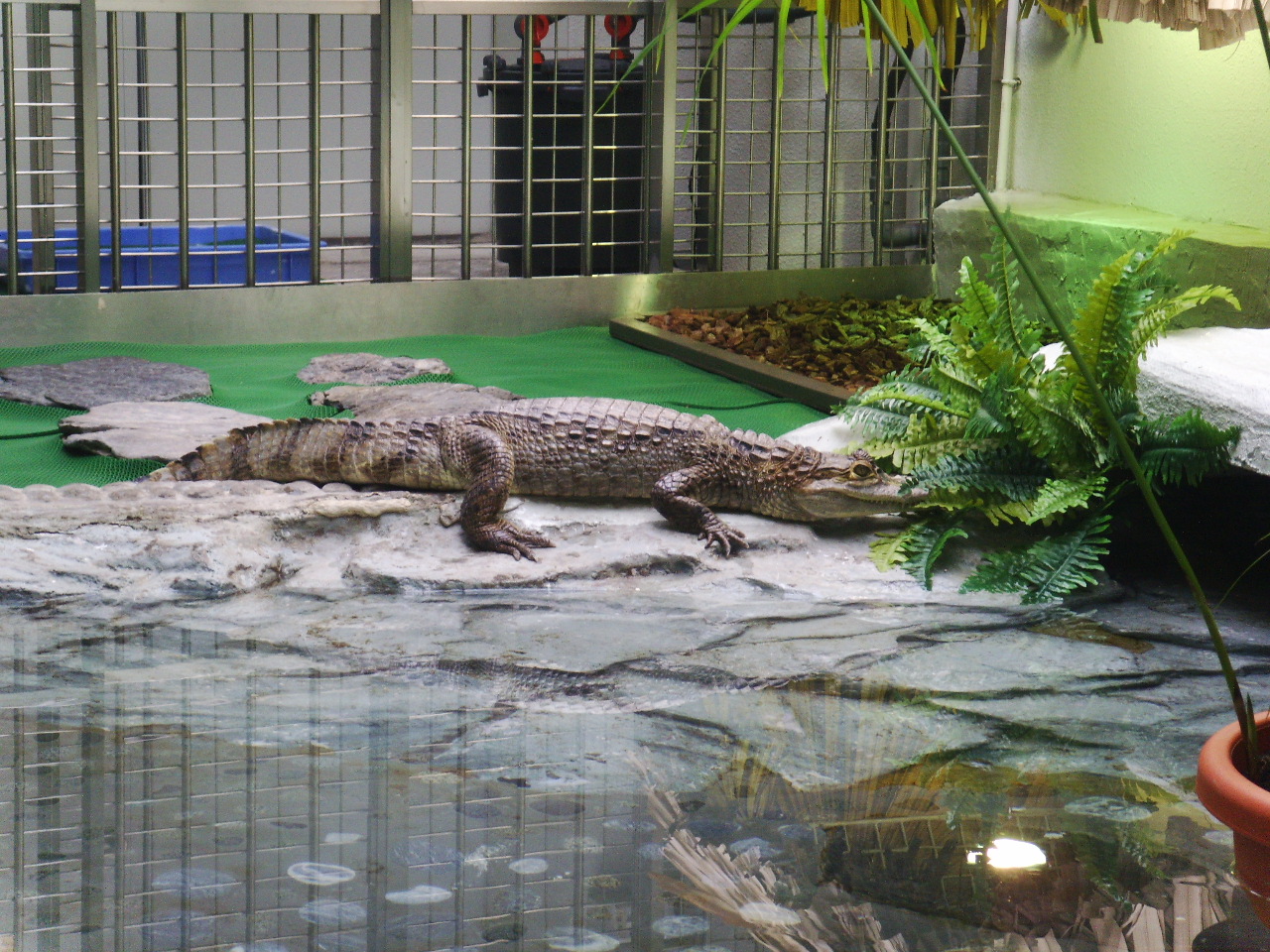 2009年於屯門公園爬蟲館拍攝的鱷類資料照，非現時展品證明