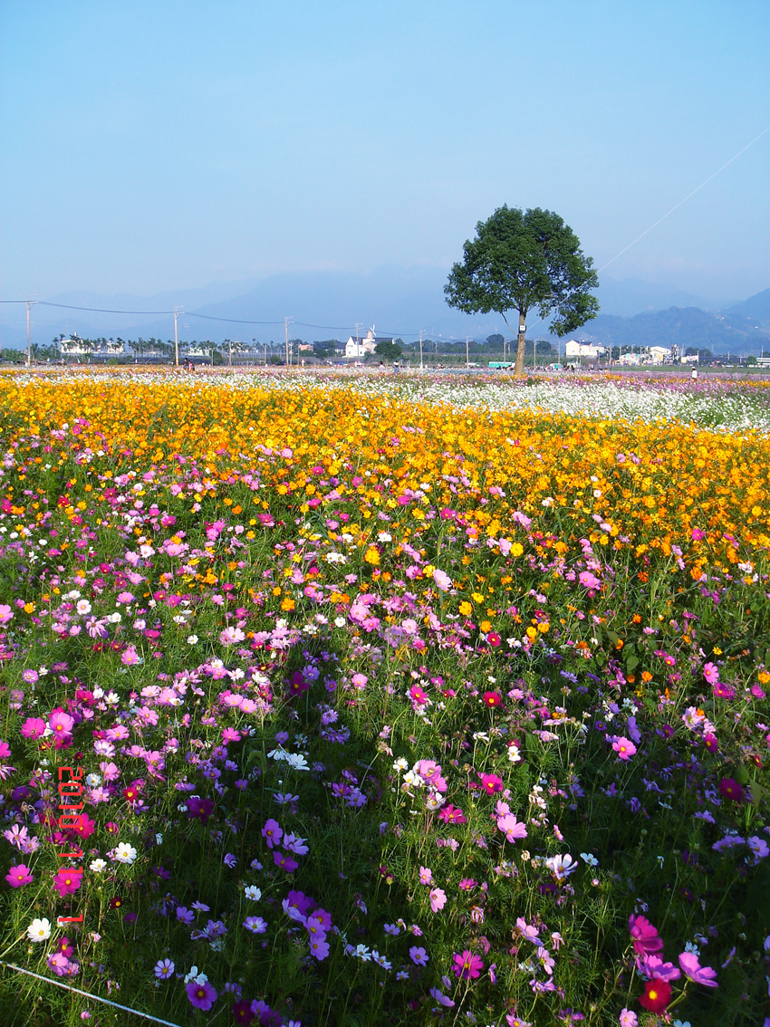 台中新社花田與遠處樹木，2010年11月資料照
