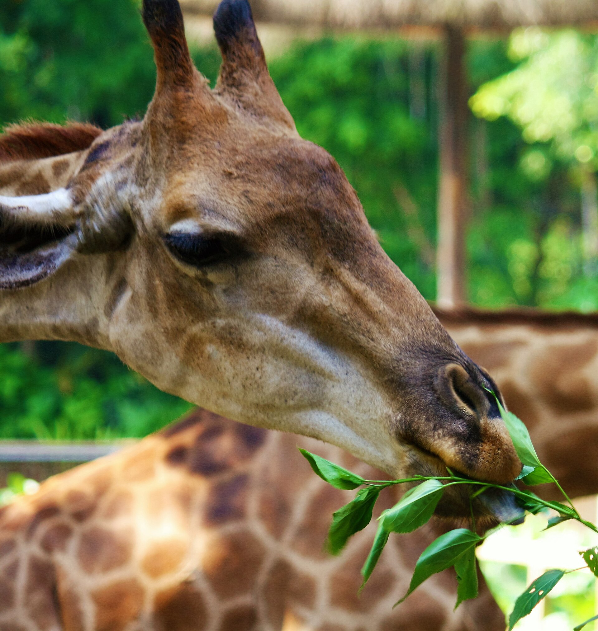 廣州動物園2015年長頸鹿實拍