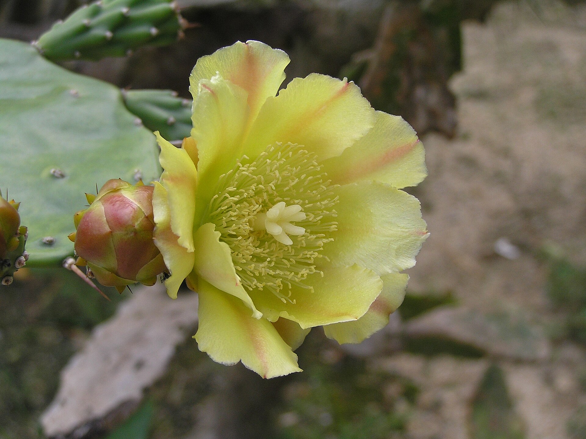 仙湖植物園園內仙人掌 Opuntia stricta 的黃色花朵，2005年照片
