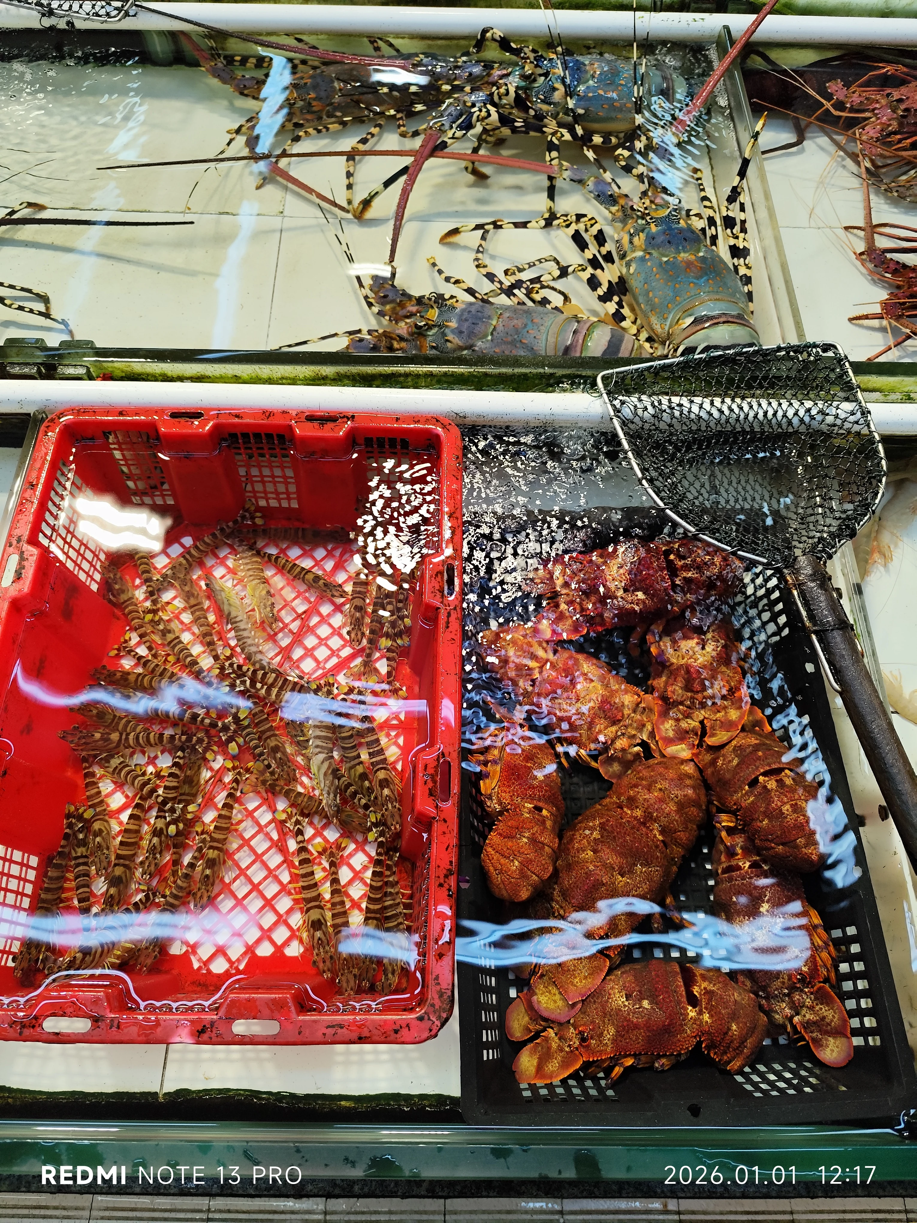 鯉魚門海鮮檔水箱內的龍蝦及蝦,攝於2026年1月1日
