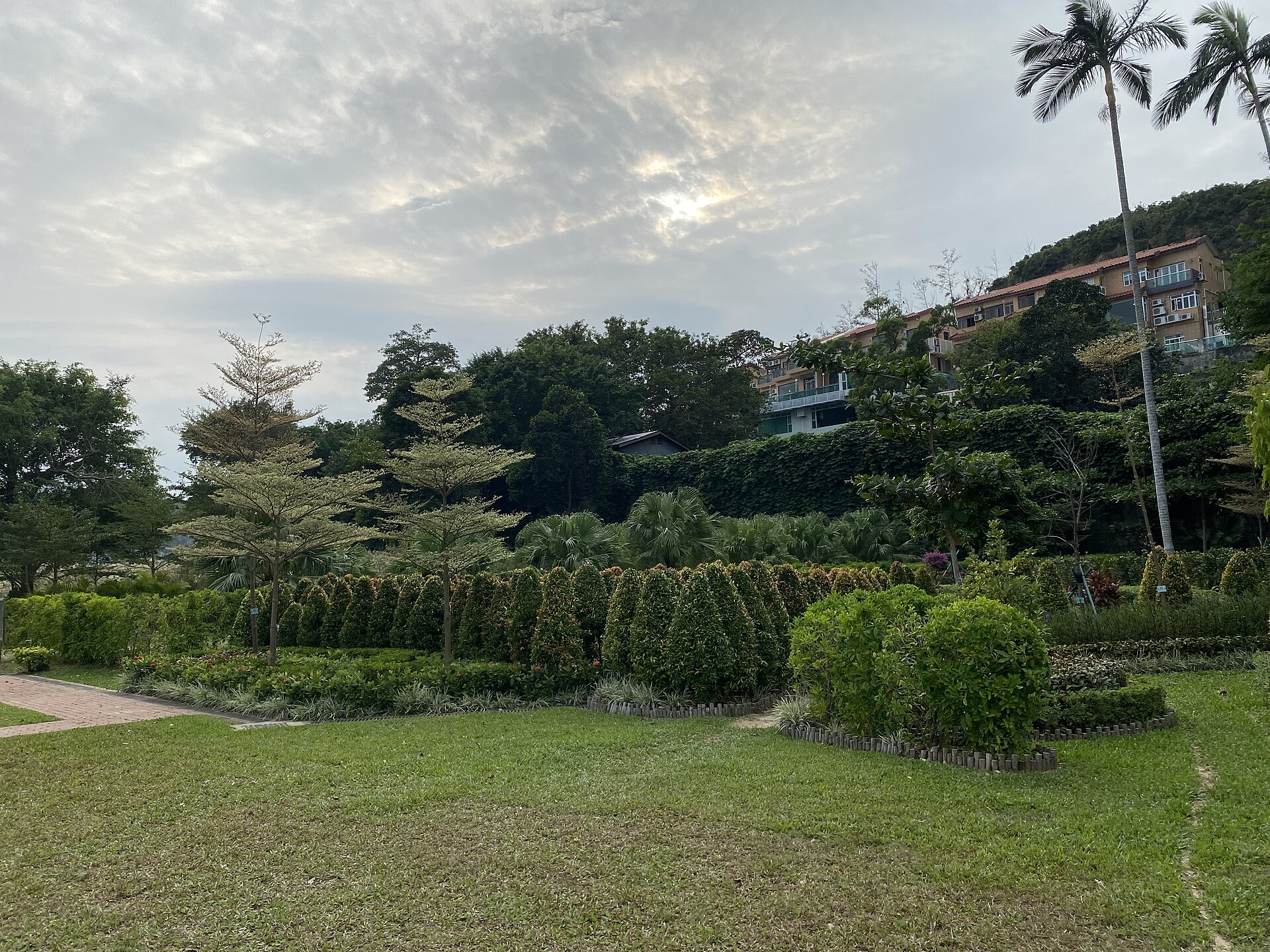 澳門黑沙海灘公園園路旁的樹木和草地實拍，畫面沒有可辨人臉