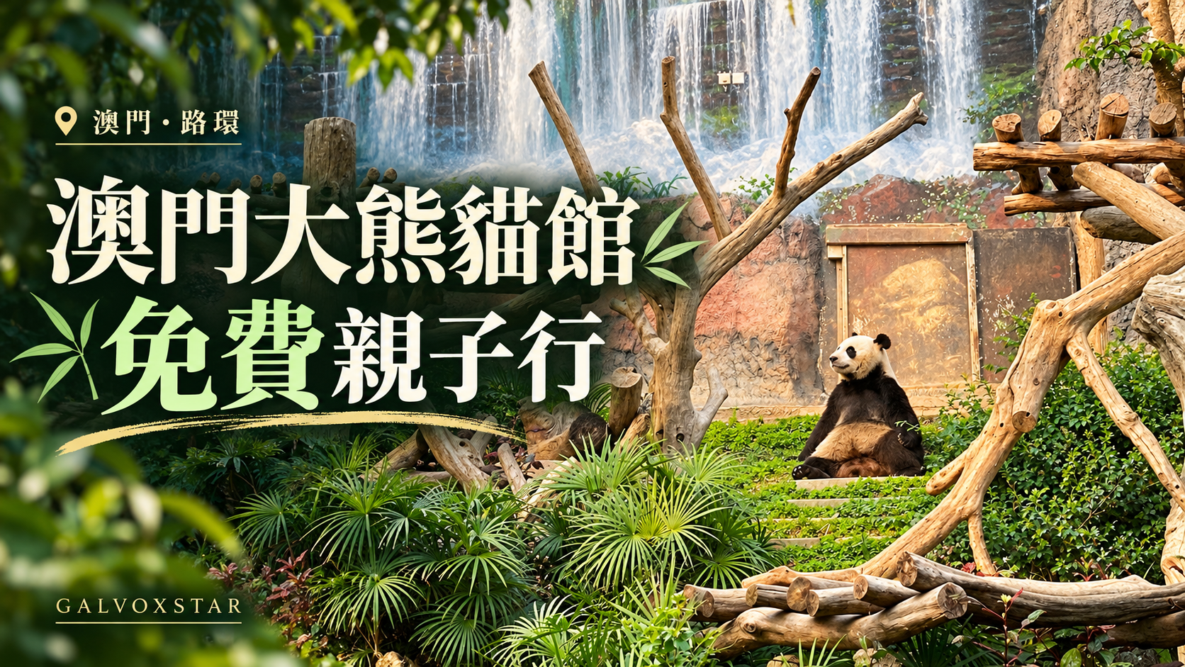 澳門大熊貓館親子遊封面,2023年館內大熊貓實拍改作