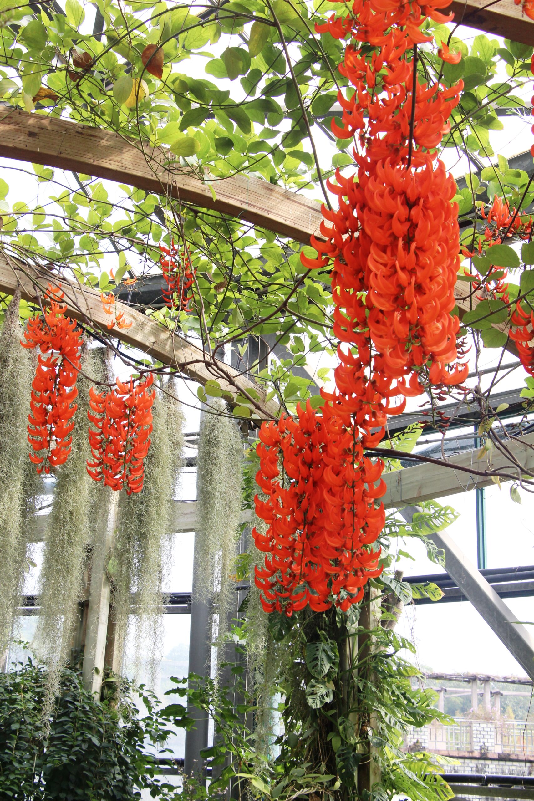 華南植物園紅花油麻藤2025年12月實拍