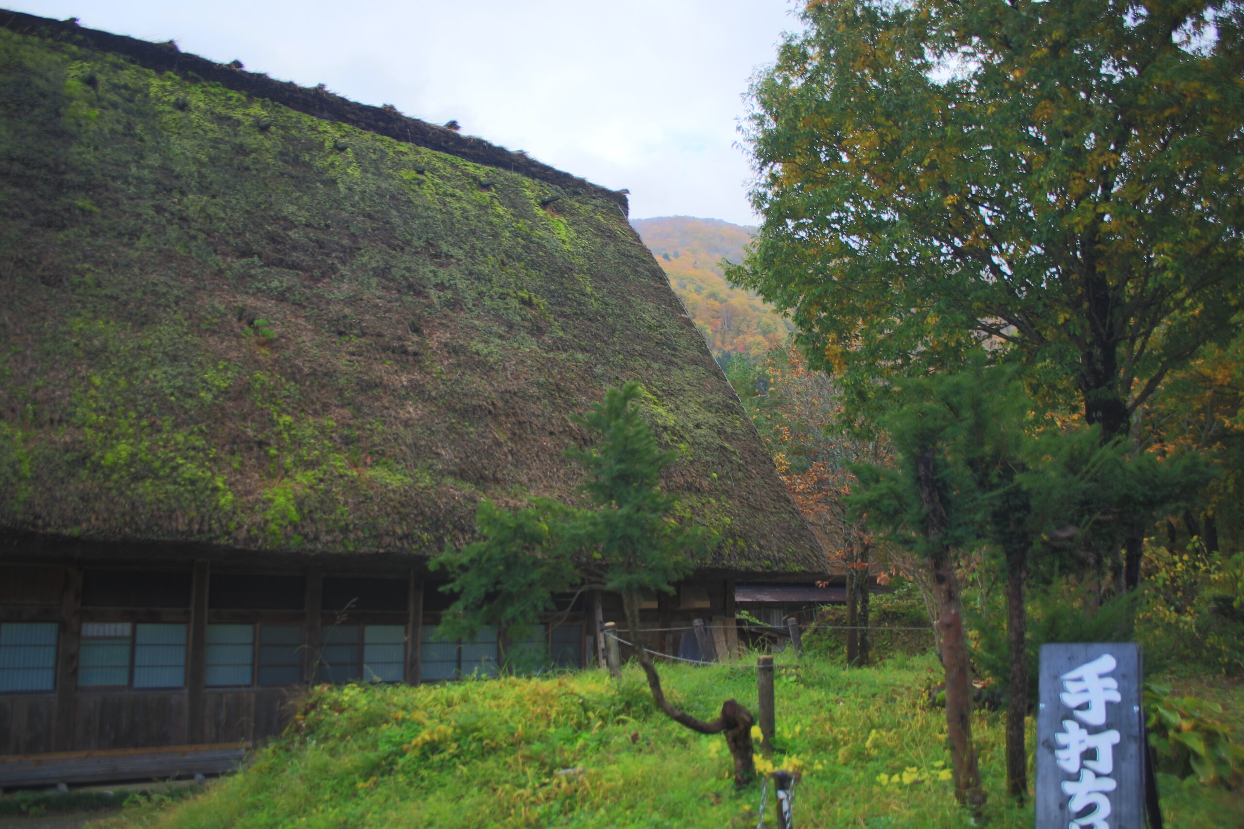 白川鄉合掌造民家園的茅草屋頂細節，2017年實拍