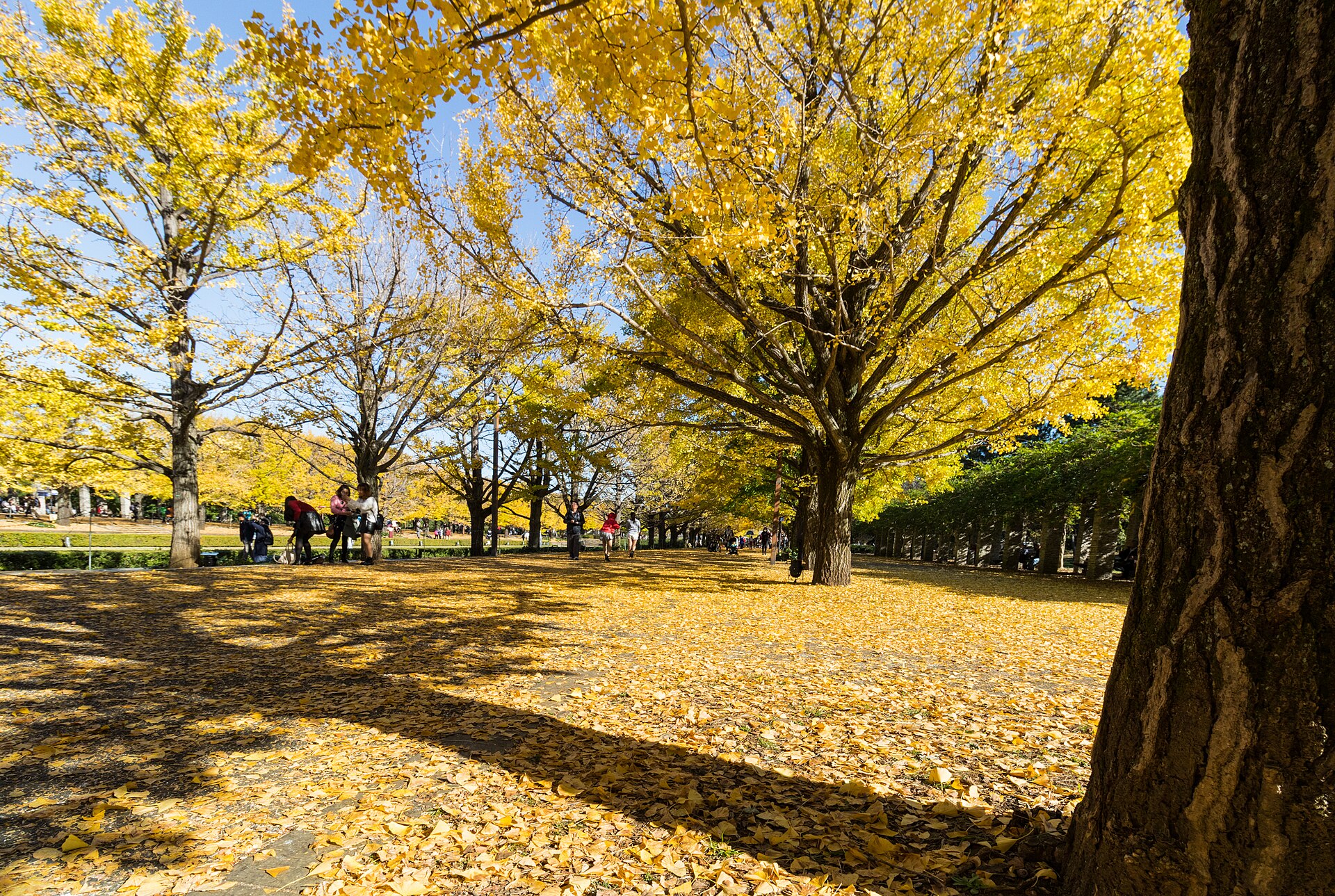 昭和記念公園銀杏樹與日間步道，2018年11月資料照