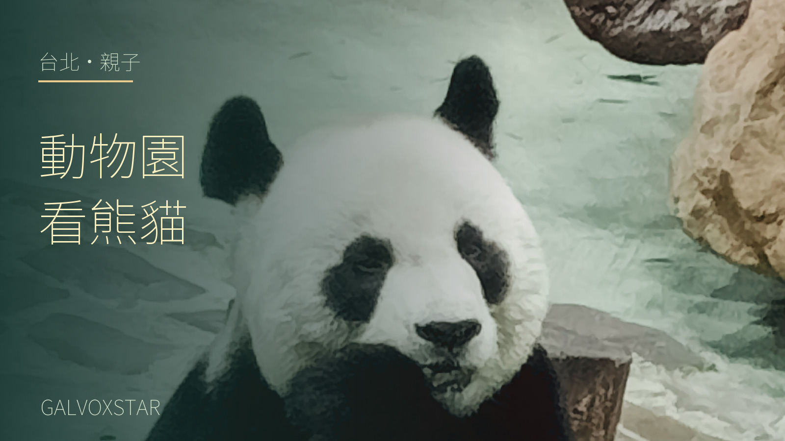 2024年臺北市立動物園熊貓實拍，加字封面
