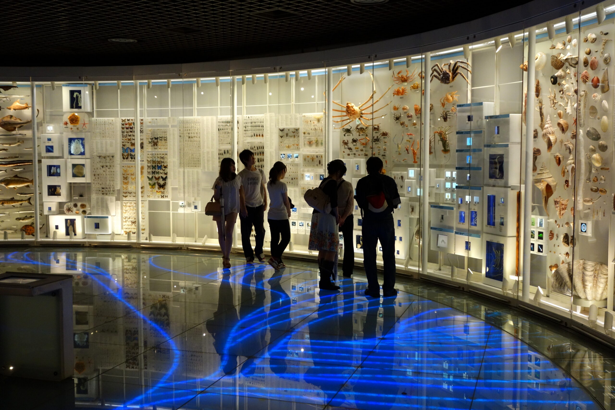 2013年東京國立科學博物館館內標本展示舊照
