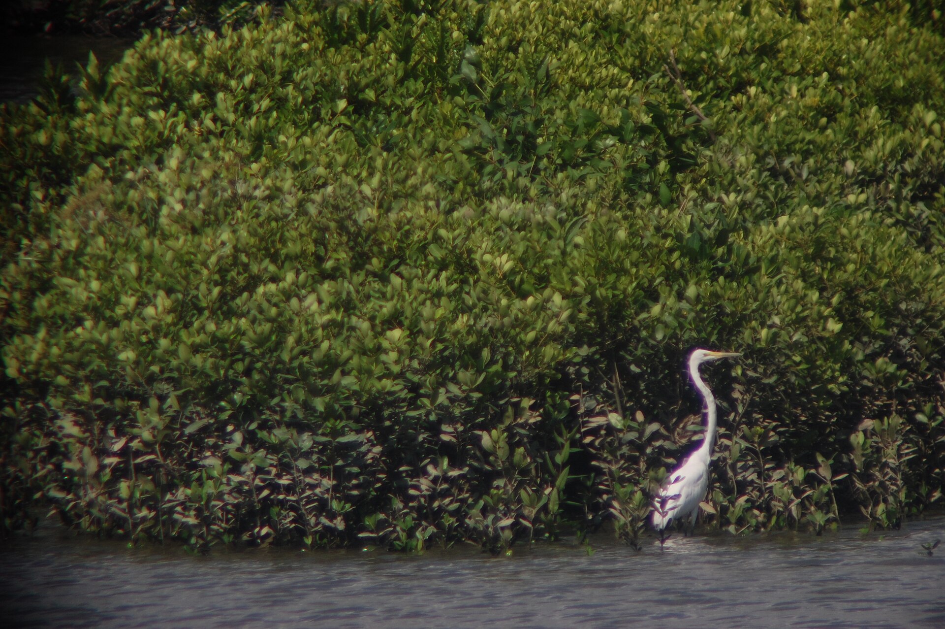 香港濕地公園觀鳥塔望遠鏡視角的大白鷺，2007年資料照